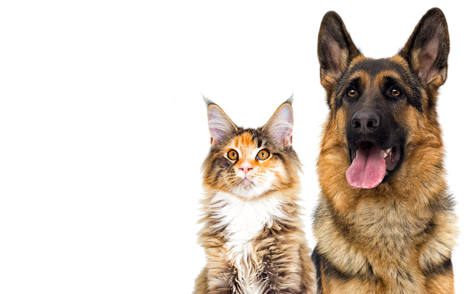 Ausgewähltes Futter für alle Hunde und Katzen