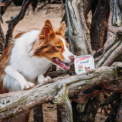 Yarrah Dog Alu Bio Pate Chicken / Salmon With Seaweed