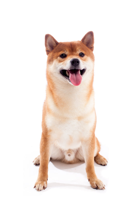 Yourdog Akita