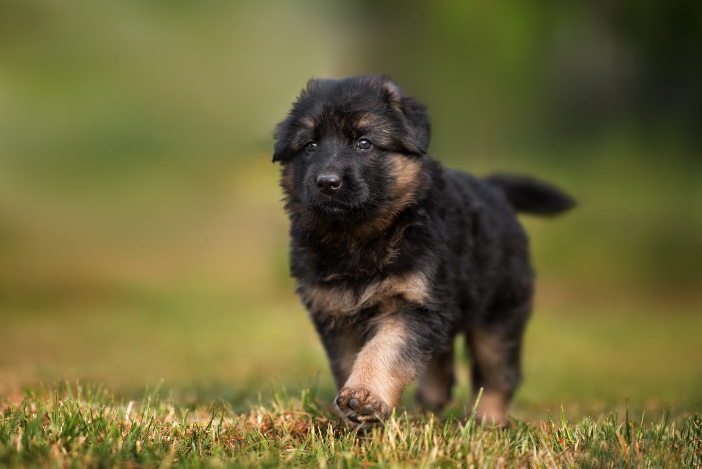 Yourdog Deutscher Schäferhund-Welpe