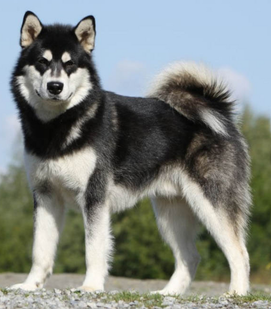 Yourdog Alaska Malamute Erwachsen