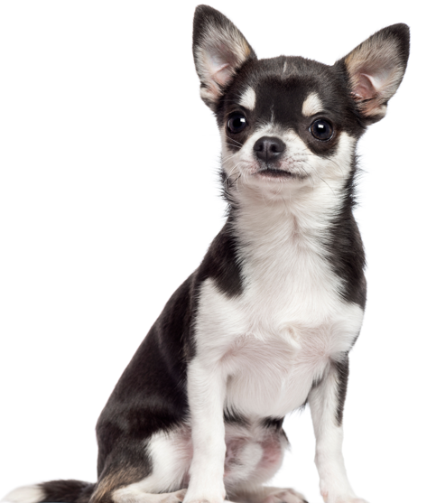 Yourdog Chihuahua