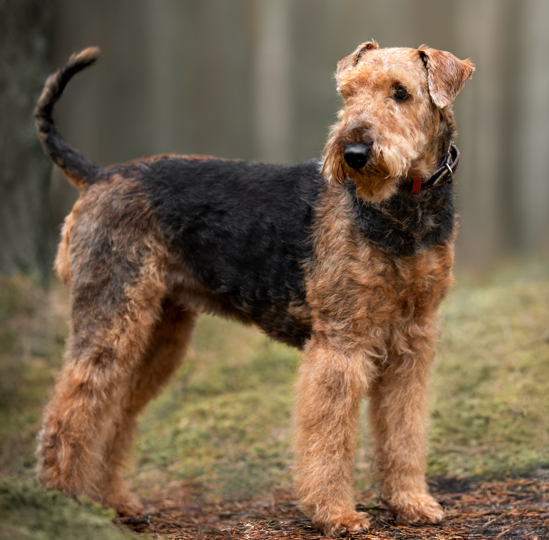 Yourdog Airedale Terrier Alleinfutter