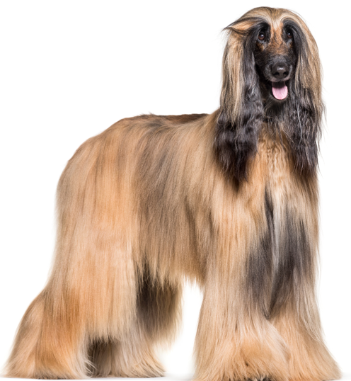 Yourdog Afghanischer Windhund