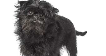 Yourdog Affenpinscher # reich an Büffel und Geflügel