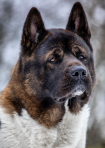 Yourdog American Akita Erwachsene