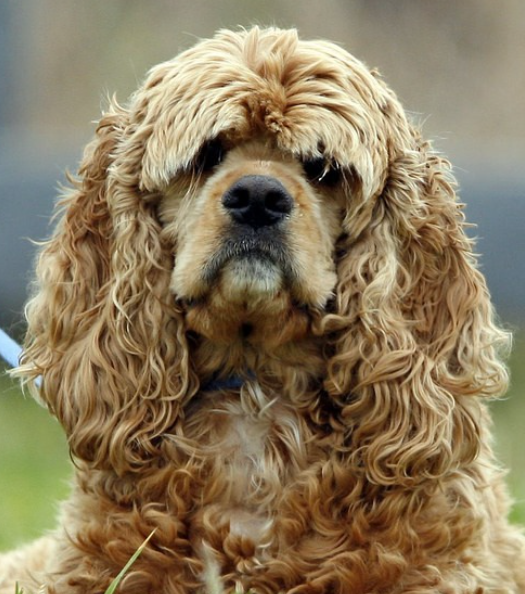 Yourdog American Cocker Spaniel Erwachsen