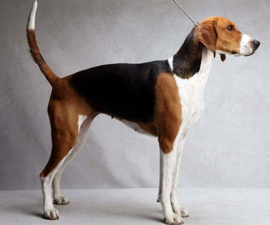 Yourdog American Foxhound