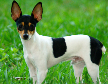 Yourdog American Toy Terrier