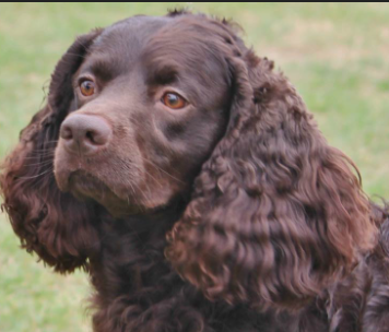 Yourdog American Water Spaniel