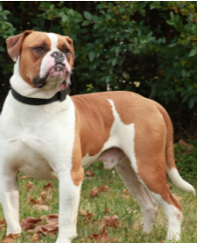 Yourdog Amerikanische Bulldogge