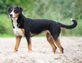 Yourdog Appenzeller Sennenhond Volwassen