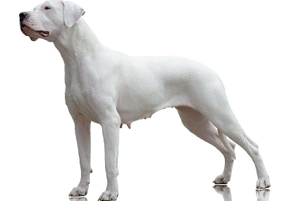 Yourdog Doggo Argentino