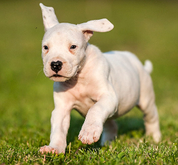 Yourdog Doggo Argentino Welpe