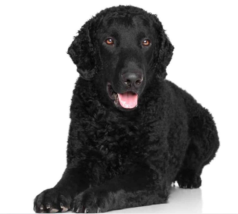 Yourdog Curly Coated Retriever Erwachsener