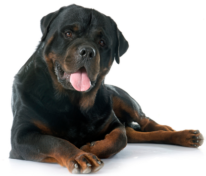 Yourdog Rottweiler 12kg