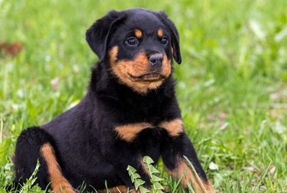 Yourdog Rottweiler Welpen