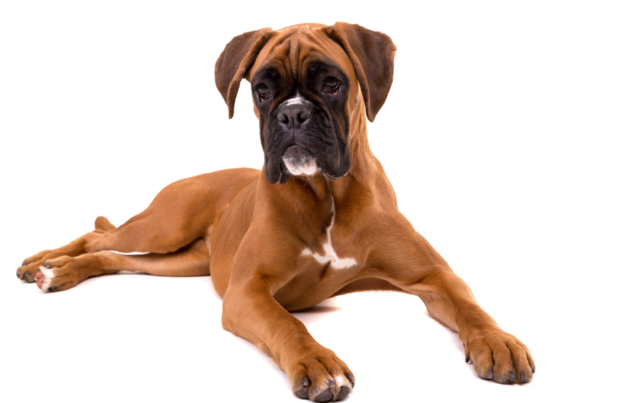 Yourdog Boxer